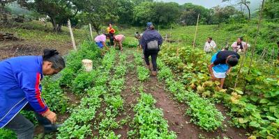 Medidas para reducir el impacto de las altas temperaturas en cultivos y ganado