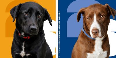 ¿Está listo para adoptar? 
