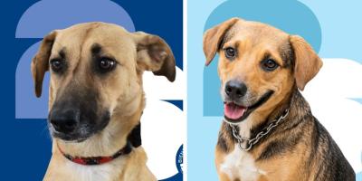 ¿Está listo para adoptar a su nuevo mejor amigo?