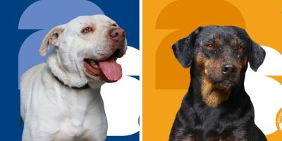 ¿Te gustaría adoptar a un buen amigo?
