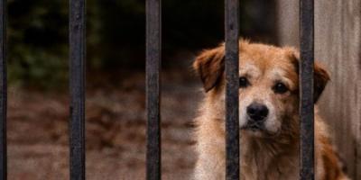 ¿Cómo denuncio un caso de maltrato animal?