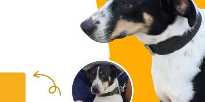 Adopta a un amigo con la UBA