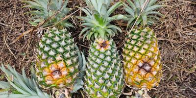 Asistencia técnica fortalece producción de piña en San Francisco, Petén