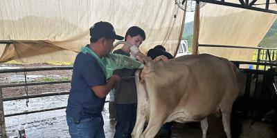 Impulsan mejoramiento genético bovino mediante inseminación artificial