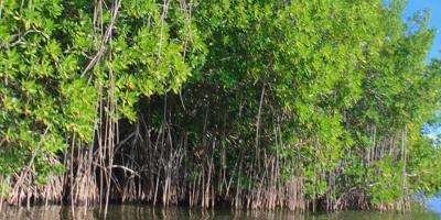 Día Internacional de la Conservación del Ecosistema de Manglares