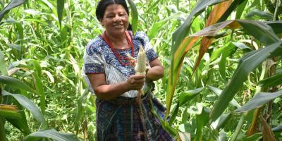 Ante efectos del clima, el Seguro Agropecuario respalda producción de más de 43 mil agricultores