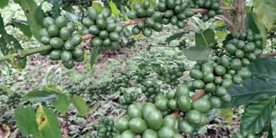 Asistencia técnica fortalece la producción de café en Chacté, San Luis
