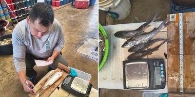 Avanza monitoreo para conocer estado de las poblaciones de peces en Izabal