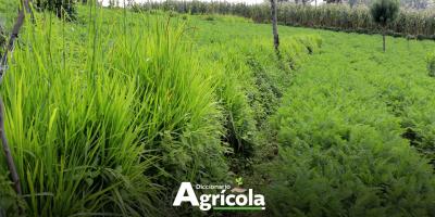 Diccionario Agrícola: Barreras Vivas