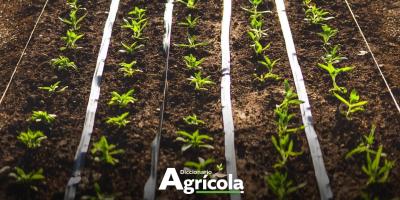 Diccionario Agrícola:Trasplante de Plántulas