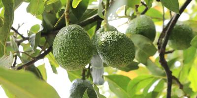 Programa de exportación de aguacate Hass avanza con inspección de fincas