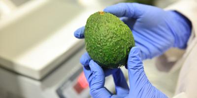 Día Internacional del Aguacate