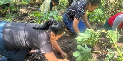 Distribución de pilones de hortalizas fortalece la disponibilidad de alimentos en Jalapa