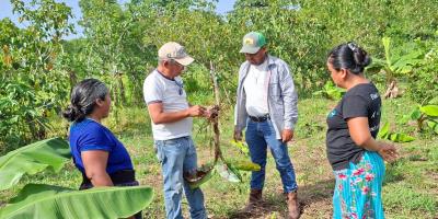 Fortalecen manejo preventivo de plagas en cultivos de plátano