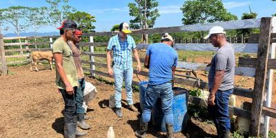 Fortalecen capacidades pecuarias de productores bovinos en Alta Verapaz
