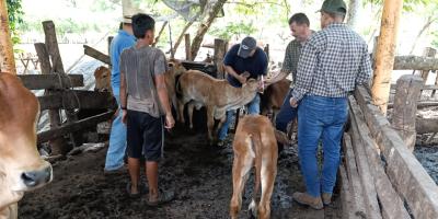 Impulsan jornada profiláctica bovina en Escuintla para contrarrestar el Gusano Barrenador