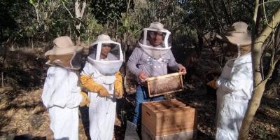 Producción apícola se fortalece en tres departamentos