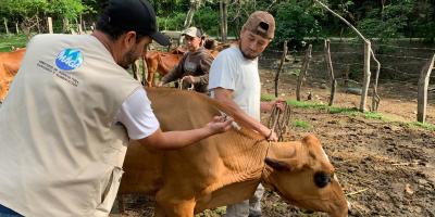Impulsan vacunación y vigilancia para prevenir la rabia bovina en Quiché
