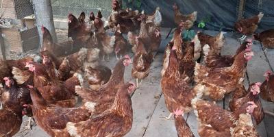 Prevengamos juntos la influenza aviar 