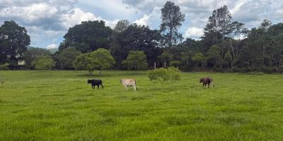 Refuerzan recomendaciones para proteger cultivos y ganado ante condiciones climáticas