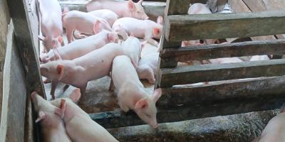 Sanidad porcina fortalece la producción familiar en Melchor de Mencos