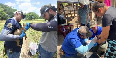 Vigilancia y atención veterinaria reducen riesgo del Gusano Barrenador en Petén