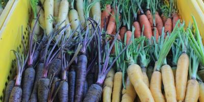 ¿Qué significa el color de cada alimento?