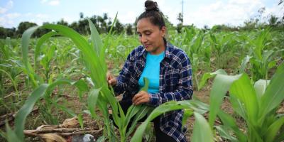 Más de 43 mil pequeños productores ya cuentan con seguro agropecuario