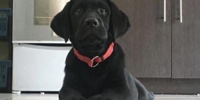Día Mundial del Perro