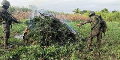 Fuerzas de seguridad erradican más de 200 mil plantas de marihuana