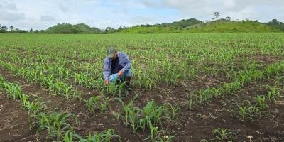 Asistencia técnica oportuna pre viene daños por chicharrita del maíz