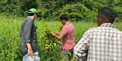 Monitorean cultivos de limón persa y rambután para prevenir plagas