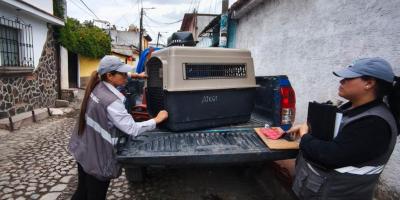 UBA decomisa a dos caninos en condiciones de vulnerabilidad