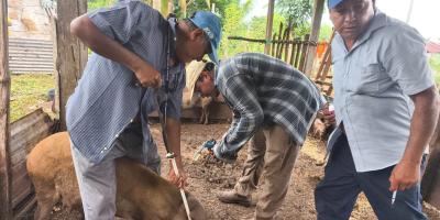 Fortalecen sanidad porcina en La Libertad, Petén