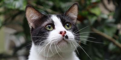 ¿Conoces sobre la panleucopenia en gatos?