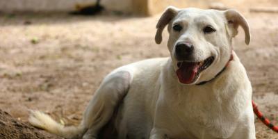 Prevenir el abandono es responsabilidad de todos