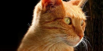8 de agosto | Día Internacional del Gato