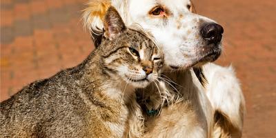 17 de agosto | Día Internacional del Animal Sin Hogar
