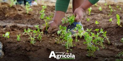 Diccionario Agrícola: Rotación de Cultivos