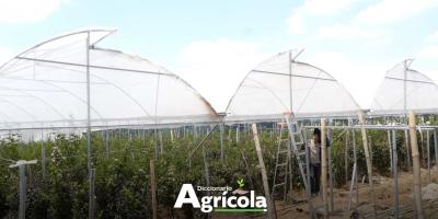 Diccionario Agrícola: Invernadero