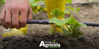 Diccionario Agrícola: Riego por goteo
