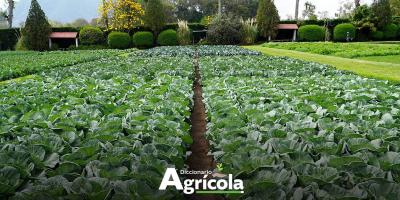 Diccionario Agrícola: Hortaliza de hoja