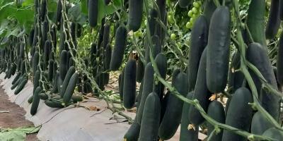 Cultive pepino en casa