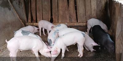 Entrega de lechones fortalece la producción porcina en Petén