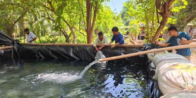 Entregan alevines de tilapia para fortalecer la producción de alimentos