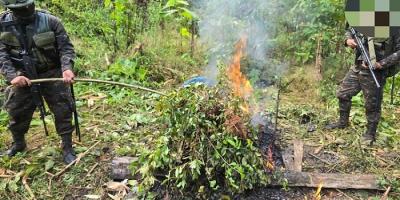 Ejército de Guatemala erradica 70 mil arbustos de hoja de coca en San Luis, Petén