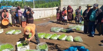 Más huertos familiares, más alimentos frescos para las familias de Sololá