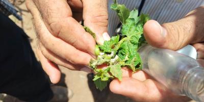 Monitoreo técnico a productores de uva mejora el rendimiento agrícola