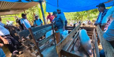Productores de Alta Verapaz capacitados en prácticas de sanidad porcina