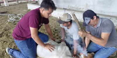 Productor de Santa Ana fortalece el manejo y bienestar de sus terneros